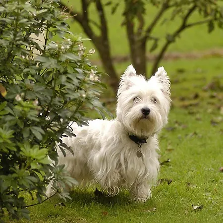 Domaine De La Mesange Bed and breakfast Le Mesnil-Durand